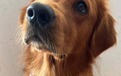 Adoption Weekend Alert: Meet Your New Best Friend at Petstock!